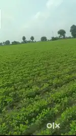 Gram Mail Khedi, ambanagar  – 3 Bigha Agriculture/Plot Land for Sale