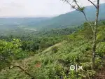 2 acer farming land for sale @wayanad