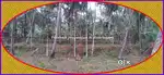 10 cents Residential Plot for sale in near MES College, Kakkodi Mukku