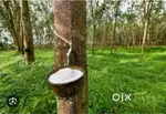 Rubber Tapping