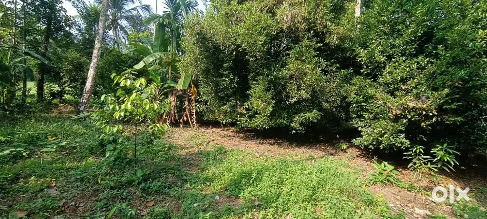 അങ്കമാലി വട്ടപ്പറമ്പിൽ  33 cent  ജാതി പറമ്പ് വില്പനയ്ക്ക്