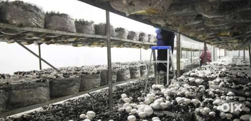 Masrum farming