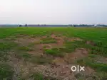 Agriculture land for sale in Dwarapudi