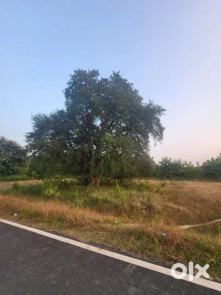 Selling For Plote, Near main Road in Ranto Birkera