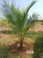 20 cent farmland