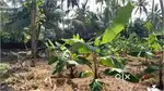 8 cents land near Maruthurkadavu Bridge - Panthope, Edagramam
