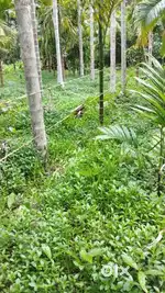 40 cents land in Puttur kudkholi farm