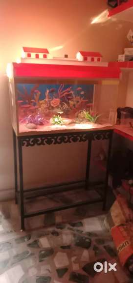 New Aquarium