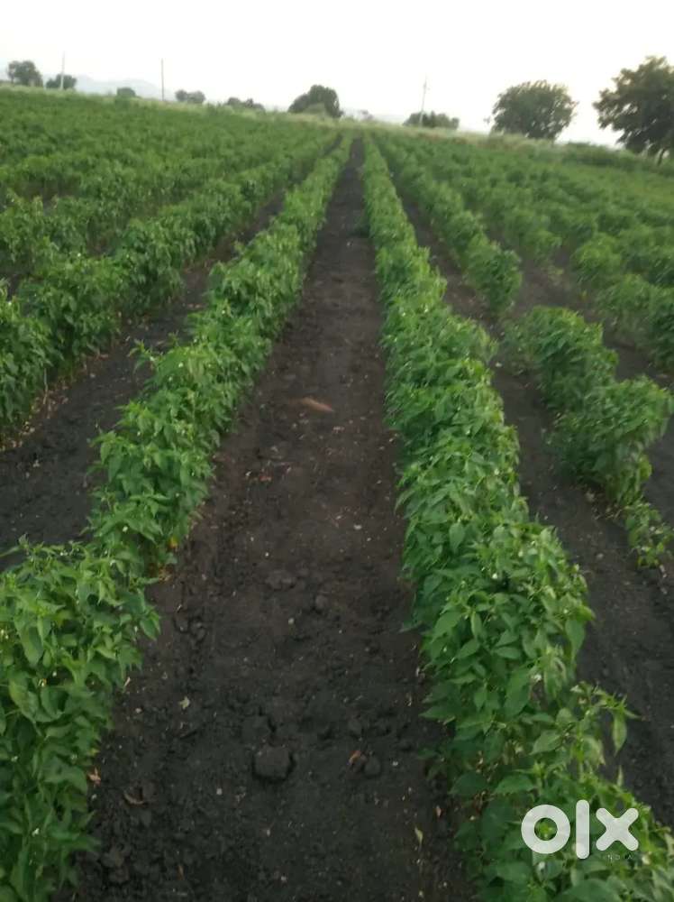 5.5 acers of land for 1cr