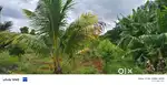 Agriculture with managed farm land 6534sqft just 349/- persqft