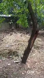 5 CENT RESIDENTIAL SQUARE PLOT FOR SALE IN PETTAH