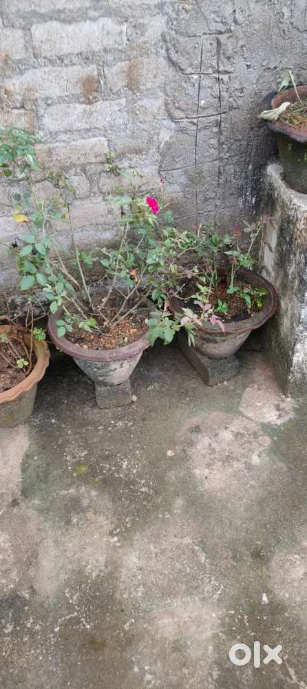 I want to sell plants