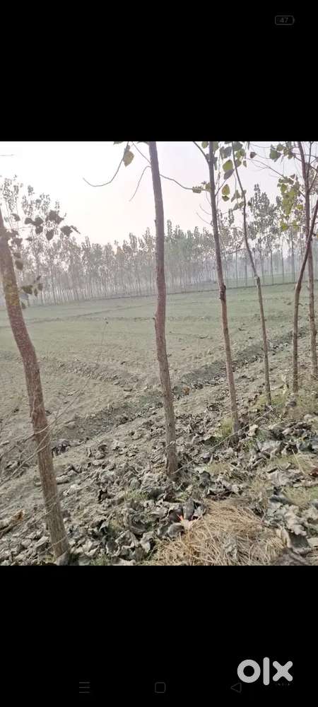 बिकाऊ है 5 बीघा जमीन गायनी रोड पर किशन सिंह गांव के पास स्कूल बारात