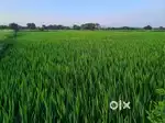 Agriculture land for sale in madhopur