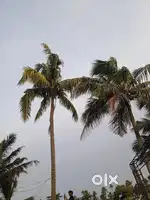 Need south Indian chef for cafe in kochi