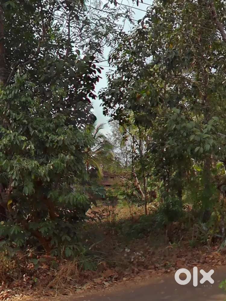 8 cent Square plot for rent