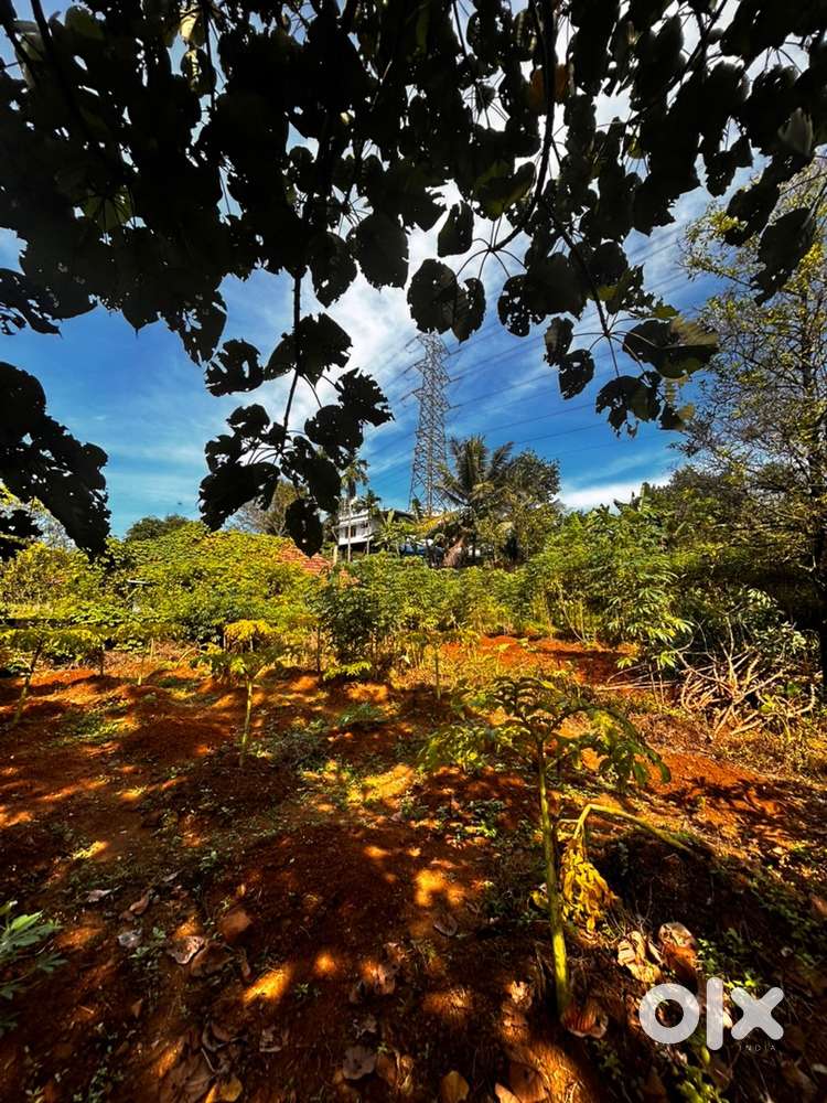 15 cents plot near Iringolkavu , Perumbavoor