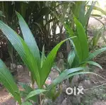 Coconut Plants