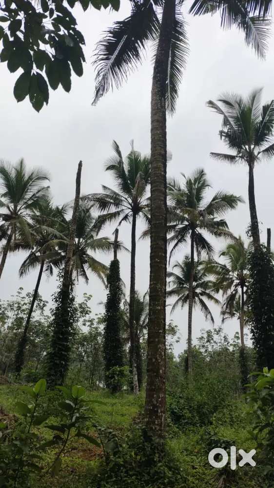 Thodupuzha vannapuram Thommankuthu 3 acre 40 cent