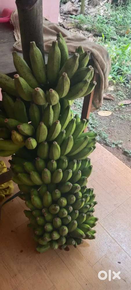 വാഴ കുല പാളയംകോടൻ