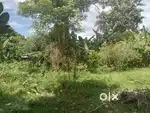 আগরতলা সেকরকোট এলাকায় এক কানি জায়গা বিক্রি আছে চাইলে ফ্লাটে ও কিনতে