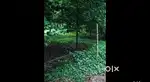 12 cent plot