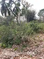 Land for Sale in kusumtola sonitpur district aarhoi kotha miyadi mati