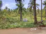 Coconut trees land