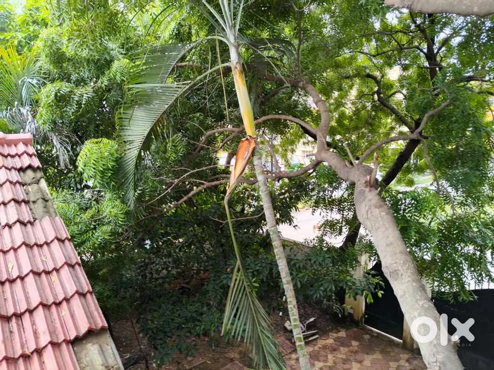 Individual house for rent at Sithalapakkam. Bachelors and family only