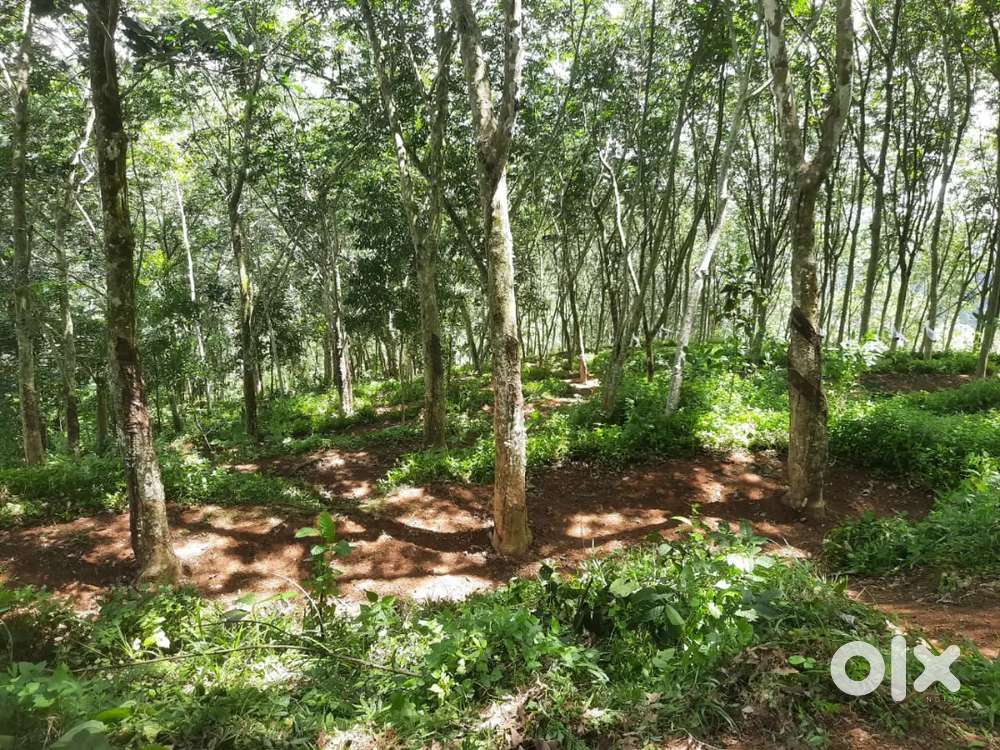 Land for sale with rubber plantation