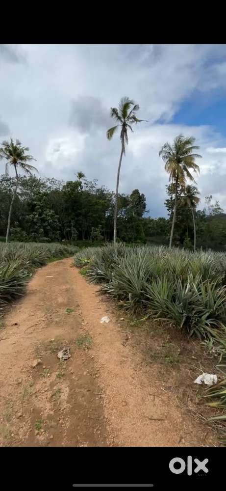 5 acres Rubber Planation for Sale in Elikulam, Kanjirapally