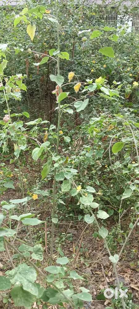 Pamidi pakkana midutu