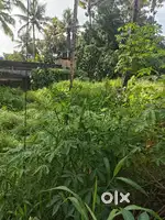 15 Cent Residential Land for Sale at Pallikkavala – ₹3 Lakh/Cent
