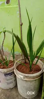 ఖర్జురం మొక్కలు