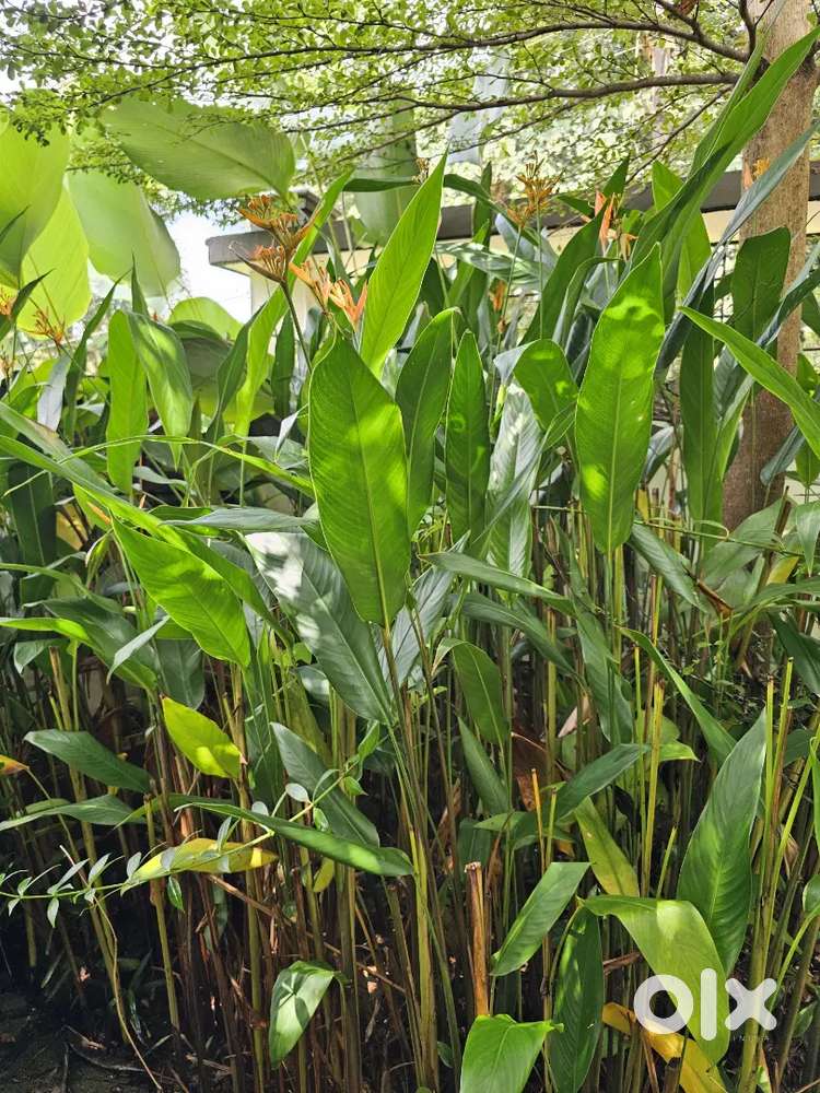 Indoor&Outdoor Plants for Sale ;Beautiful,Healthy & Ready for Planting