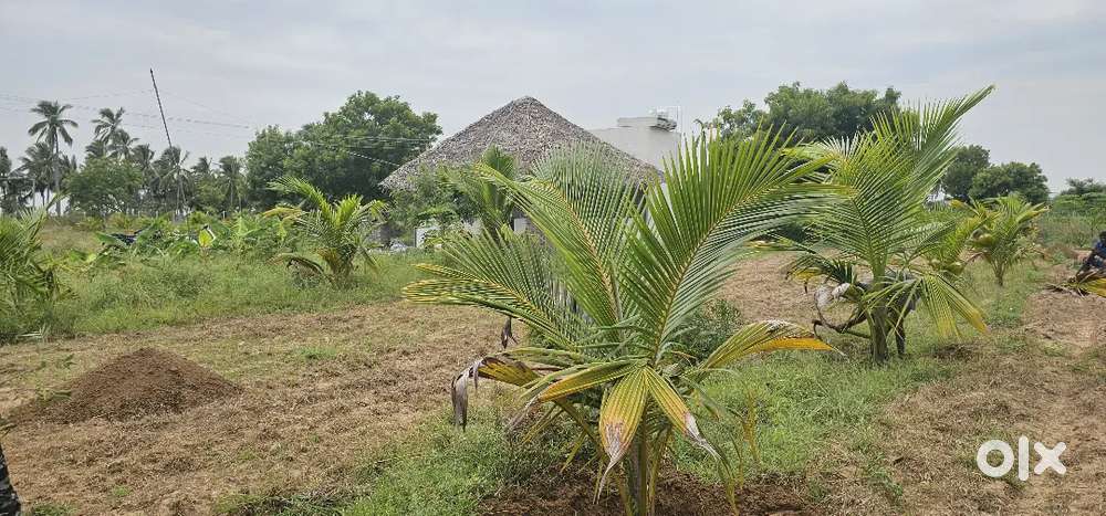 FARM LAND FOR SALE BACKSIDE OF PANJAPUR  SHARPLY 5 KM