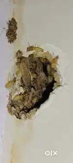 Anti termite treatment