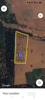 Agriculture Land Selling 1.5 Acre ( Coconut Farm )