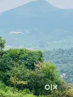 Vagamon-6 acres beautiful Cardamom plantation ideal for farm tourism