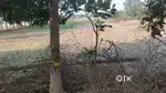 St Plot 1acre 4Dismil for sale in thakur gaon thana road SSB mukhyalay