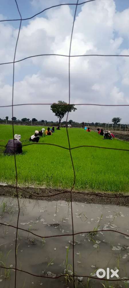 Jameen bikav hai tops deal me aajav jaldi jaldi