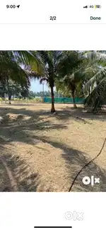 Coconut farmland for sale