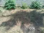 5 Cent Nesamony Nagar Rani Thottam Nagercoil Kanyakumari Dist