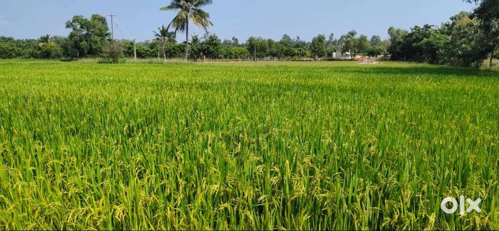 5 Acres agricultural land with free EB service