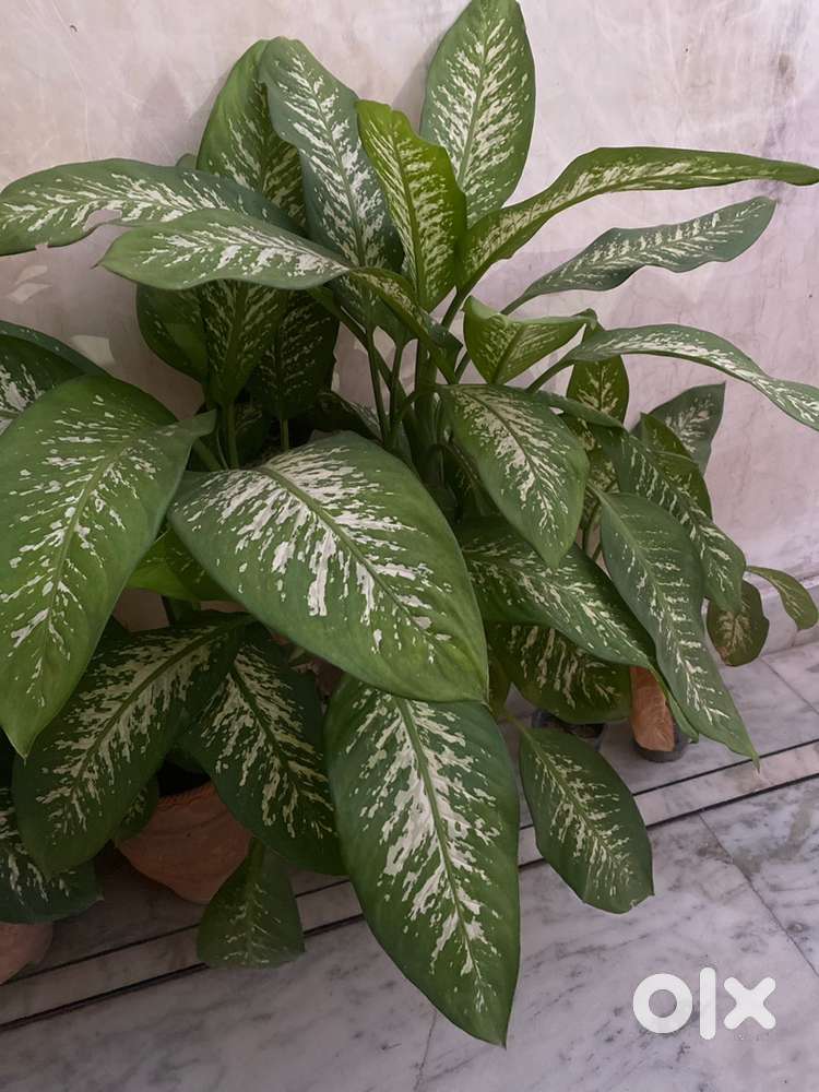 Evergreen plants with  very little time. Both imdoot amd outdoor plant