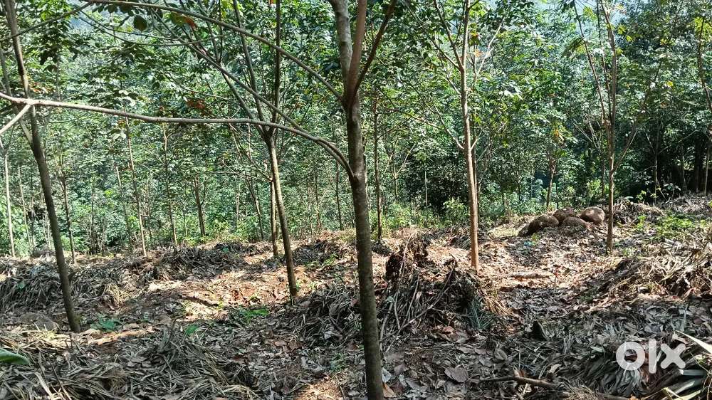 2.5 Acre റബ്ബർ തോട്ടം വില്പനയ്ക്