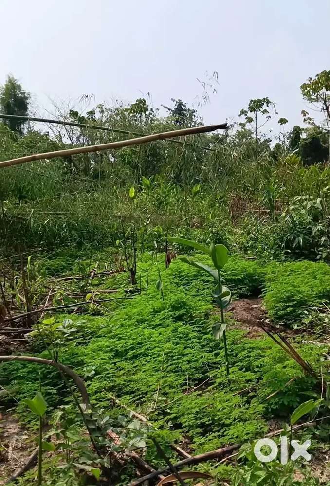 Farm Land for sale at a very reasonable price, near Niuland town area