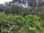 19 Cent Plot for Sale in Kenichira, Wayanad