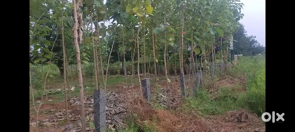Open plot with teeku, rosewood and mango plans