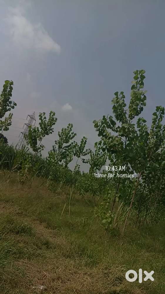 plot for sale  village odhpur , area odhpur to jaja road